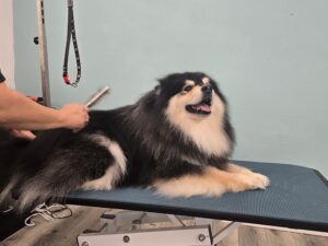 Deshedding Dog Service