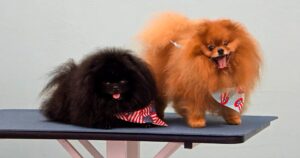 Best in Show Pet Grooming Services